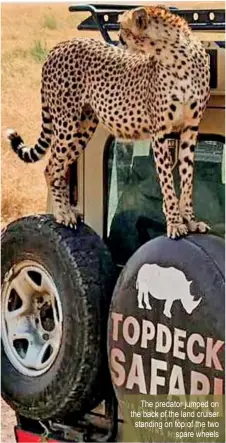  ?? ?? A female adult cheetah jumped onboard Ms Massawe’s Toyota Land Cruiser
The animal was patrolling the Serengeti along with its young cub in July 2021
The predator jumped on the back of the land cruiser standing on top of the two spare wheels