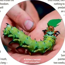  ??  ?? A hickory horned devil caterpilla­r.