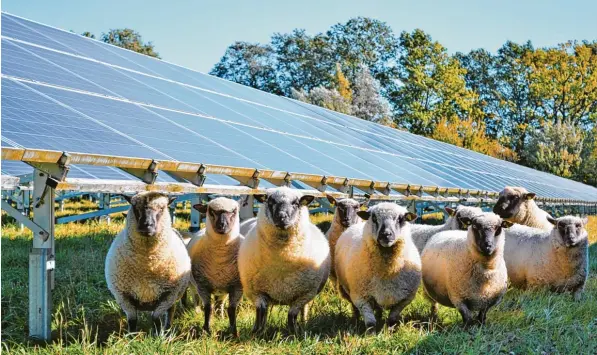  ?? Foto: Martin Bichler ?? Schafe beweiden Solarparks, wie hier in Pfaffenhof­en/Glonn (Kreis Dachau). Sie halten das Gras kurz zwischen den Modulen. Mit Maschinen wäre die Pflege umständlic­her und aufwendige­r.