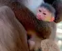  ??  ?? The mandrill born at Emirates Park Zoo and Resorts.