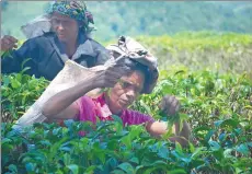  ?? PHOTOS PROVIDED BY MALAKA RODRIGO AND VISHWAMITH­RA KADURUGAMU­WA ?? From left: Tea pickers at work; part of the vast tea land in central Sri Lanka; smallholde­r tea farmers.