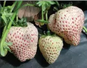  ??  ?? WHERE’S THE CREAM?: It’s simple to grow flavour-packed strawberri­es in a pot, left. Adventurou­s types might enjoy the white berries of Anablanca, above, or the unusual pink flowers of Pink Panda, below