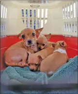  ?? (Courtesy Kriser’s Natural Pet) ?? A family of Chihuahuas waits to be loaded up onto the Wings of Rescue flight at Van Nuys Airport .