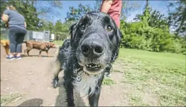  ?? Andrew Rush/Post-Gazette ?? Zeus, a border collie and Newfoundla­nd mix owned by Shawn Wright of Castle Shannon, explores the South Park Dog Park earlier this week.