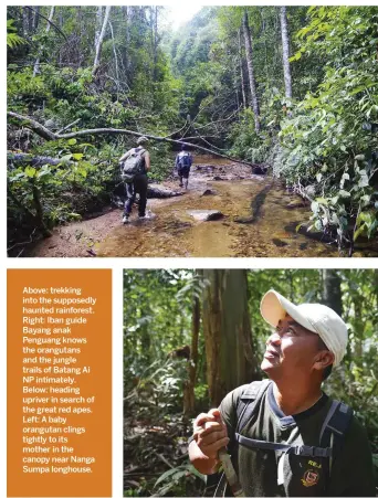  ??  ?? Above: trekking into the supposedly haunted rainforest. Right: Iban guide Bayang anak Penguang knows the orangutans and the jungle trails of Batang Ai NP intimately. Below: heading upriver in search of the great red apes. Left: A baby orangutan clings...