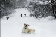  ?? KATHY KMONICEK — THE ASSOCIATED PRESS ?? Josie, an English Retriever plays in the snow as her owners, Dawn and Mark Lundblad walk a snow-covered Sandy Cove Drive, Sunday in Morganton, N.C. Over a foot of snow fell in the area creating a winter wonderland.