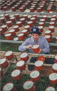  ??  ?? Researcher Liu Guodao checks the condition of seedlings at the nursery.