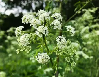  ?? Courtesy of Rose Reilly ?? Poison hemlock blooms in summer 2019 in Sheraden Park.