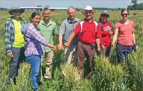  ?? Photo submitted ?? Dr. Ron DePauw (third from right, with hat) during a visit with the wheat team at the University of Guelph in July 2019. They are standing in the university’s fusarium head blight nursery and giving a thumbs down or thumbs up for different varieties of semi-dwarf wheat based on their disease resistance. From left to right, Ryan Costello, Mitra Serajazari, Nicholas Wilker, Peter Pauls, Ron DePauw, Mina Kaviani, and Willie Vanderpol.