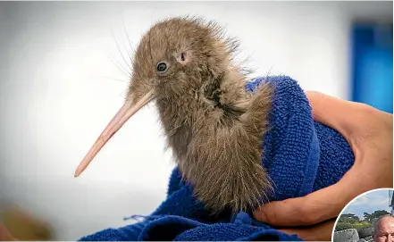  ?? DOC ?? The kiwi chick suffered grazing and bruising around its neck and face in a stoat attack that was eventually stopped by passing truckie Alan Pennington, inset.