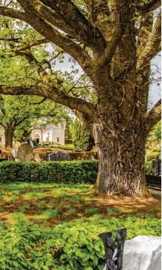  ?? Foto: Jan Koenen, Stadtverwa­ltung ?? Auf dem Dillinger Friedhof ist ab sofort bei dieser Eiche die Urnen Erdbestatt­ung möglich. Das hat der Stadtrat jetzt beschlosse­n.