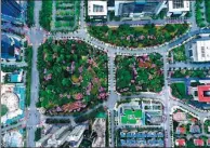  ?? HUANG XIAOBANG / XINHUA ?? Bauhinia trees in full bloom add a colorful touch to gardens in downtown Liuzhou in the Guangxi Zhuang autonomous region.