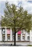  ??  ?? Die Eiche vor dem Museumsgeb­äude Fridericia­num erinnert an die Aktion „7000 Eichen“.