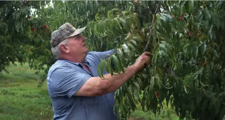  ?? AP FILE ?? NOT PEACHY: Bill Bader surveys his peach trees for damage he says is from illegal use of the herbicide dicamba at Bader Farms in Dunklin County, Mo., in 2016.