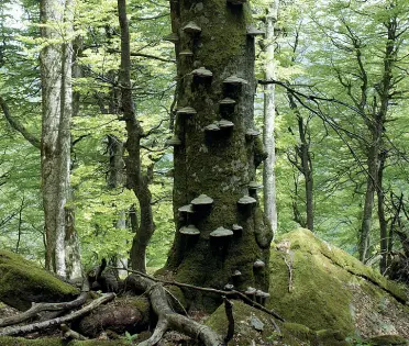  ??  ?? La riserva di Sasso Fratino in una fotografia di Davide Alberti