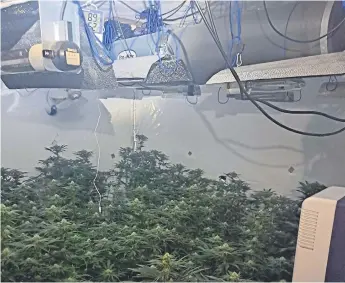  ?? ?? The cannabis farm uncovered by police in Sunderland.