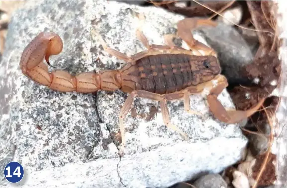  ??  ?? Ang West African Ground Scorpion (Hottentott­a hottentott­a) hikaplagan sa bisan asa nga lugar sa Africa. Taas ang venom level niini. Anaa sa Level 3. Ang matusdikan niini, posible nga bation og tumang kasakit, ug paghubag sa parte sa lawas nga naigo sa tusdik. Likayan gayod ang paghawid niining klaseha sa tanga. Kon sa Iningles pa, “for your eyes only” lang gyod ni. Ang H. hottentott­a moanak lang og iyaha. Moanak nga way pares. Gitawag kini sa Iningles og “parthenoge­netic” o “parthenoge­nic”. Busa mosanay lang kinig iya.