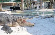  ?? WILLIE J. ALLEN JR. /ORLANDO SENTINEL ?? Wild Florida offers Dine with Crusher, an experience where guests eat lunch inside the 14-foot alligator’s enclosure.