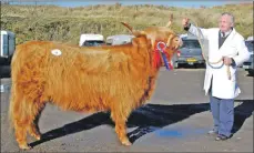  ?? 06_a08highcat­tle02 ?? In his element – Archie at the Oban Highland cattle sale in 2016 with female champion Susan 19th of Ormsary.