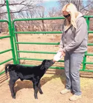  ?? COURTESY VESTA SANDOVAL ?? Sandoval feeds a calf on her ranch in Cuba, New Mexico.