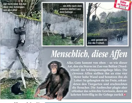  ??  ?? Gar nicht blöd: Ein Ast dient den Schimpanse­n als Leiter … … ein Affe nach dem anderen klettert aus dem Gehege … … und genießt im Zoo die Freiheit.