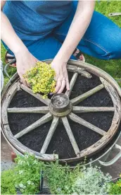  ??  ?? 4 Plant your first thyme in a gap between the spokes.