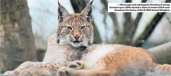  ??  ?? &gt; The escape and subsequent shooting of young Eurasian lynx Lillith started a chain of events which now threatens the future of Borth Wild Animal Kingdom