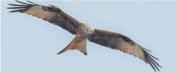  ?? FOTO: DAVID ZAPP ?? Der Rotmilan in stolzem Flug. Windräder sind eine Gefahr für den Greifvogel.