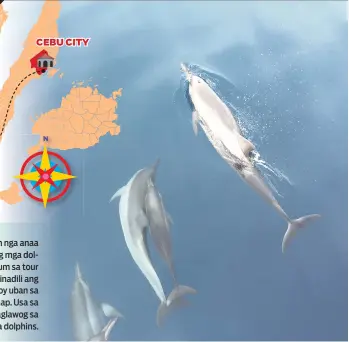  ??  ?? ■ GIDILI: Bisan nga anaa na sa tungod ang mga dolphins pahinumdum sa tour guides nga ginadili ang pag-dive ug langoy uban sa maong mananap. Usa sa gidili mao ang paglawog sa mga dolphins.