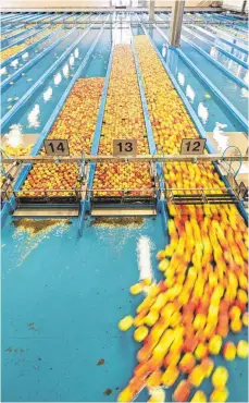  ?? FOTO: FELIX KÄSTLE/DPA ?? Äpfel der Sorte Elstar im Großmarkt Salem-Frucht in einer Wasserstra­ße: Die rund 1000 Obstbaubet­riebe am Bodensee rechnen mit einer Apfelernte von 257 000 Tonnen in diesem Jahr.