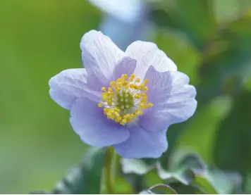  ??  ?? Facing page: A selection of Avondale Nursery’s anemones displayed in a nest