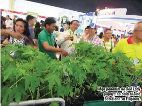  ??  ?? Mga pananim na Red Lady papaya na dala ni Toto Barcelona sa Filipinas.