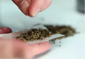  ?? ?? La iniciativa pretende que la gente pueda cultivar su marihuana.