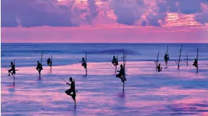  ?? ?? Hooked: fishermen on stilts at sunset in Galle