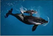  ?? CJROS GOTSHALL/SEAWORLD PARKS VIA ASSOCIATED PRESS ?? Orca Takara helps guide her newborn to the water’s surface at SeaWorld San Antonio, Wednesday, April 19.