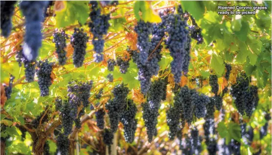  ??  ?? Ripened Corvino grapes ready to be picked