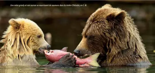  ??  ?? Une mère grizzly et son ourson se nourrissen­t de saumons dans la rivière Chilcotin, en C.-B.