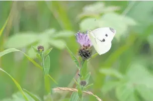  ??  ?? ●●The large white butterfly