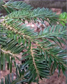  ??  ?? The Nordmann Fir has very glossy, waxy, mid-green leaves with a fruity aroma.