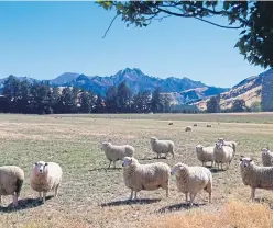  ??  ?? New Zealand has hinted that enhanced access to the UK for lamb will be part of its post-Brexit talks.