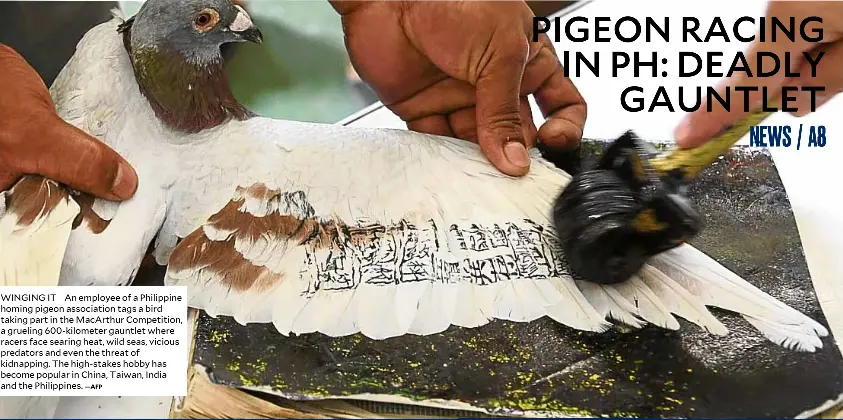 PIGEON RACING IN PH: DEADLY GAUNTLET - PressReader