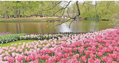  ?? FOTOS (2): BERND KREGEL ?? Blumenprac­ht im Keukenhof: Überall beherrsche­n prächtige Kreationen aus Formen und Farben den Park.