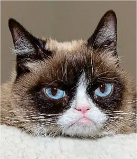  ??  ?? Social media sensation: Grumpy Cat is a popular internet meme