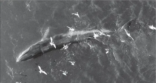  ?? SHI LEI / NANFANG DAILY ?? This Bryde’s whale, a Class 1 protected species, was sighted in Dapeng Bay near Shenzhen, Guangdong province, on June 29.