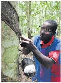  ??  ?? LEFT
Annual Ivorian rubber production is 624,000 tonnes and some forecasts hold that it may reach one million.