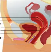  ??  ?? U- spot Uterus Cervix Bladder A- spot Vagina G- spot Urethra