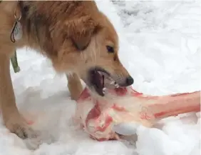  ?? FOTO: EGIL BJÖRKMAN ?? ■ Hunden Lyra festar på ben och brosk. En måltid som kan gynna henne i framtiden.