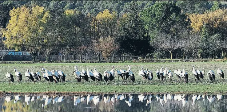  ?? PERE DURAN / NORD MEDIA ?? Los nuevos humedales construido­s cerca del lago son un punto de reposo para estas aves, algunas de las cuales proceden de Francia, Suiza y Alemania