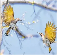  ?? PHOTO COURTESY HANK OHME ?? These two male Northern flickers are challengin­g each other perhaps for nesting territory or a female at the Mill Creek Nature Center in Gwinnett County. The Northern flicker is one of eight woodpecker species that live in Georgia.