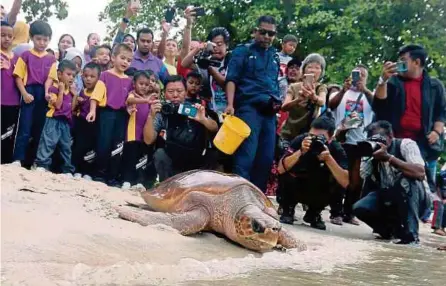  ?? (Foto Danial Saad/bh) ?? Orang ramai melihat penyu tempayan yang dilepaskan di pantai Pantai Pasir Belanda, Gertak Sanggul, selepas ditemui nelayan tersangkut pada pukat hantu di perairan Pulau Kendi 7 September lalu.